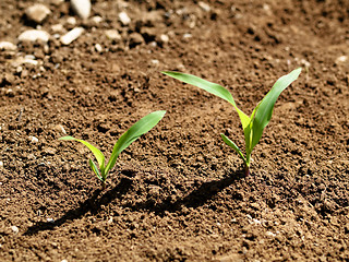 Image showing Young corn crops stalk