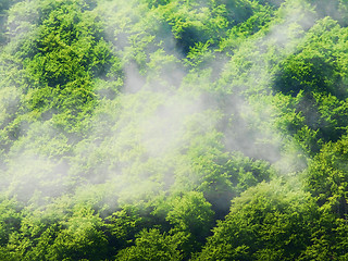 Image showing Fog in trees