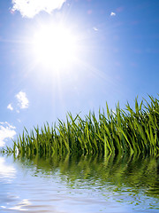 Image showing Green wheat field