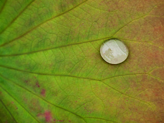 Image showing Rain drop