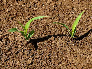 Image showing Young corn crops stalk