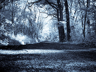 Image showing Infrared forest