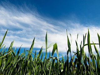 Image showing Young wheat field at spring