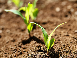 Image showing Young corn crops stalk