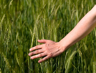 Image showing Woman hand in barley field