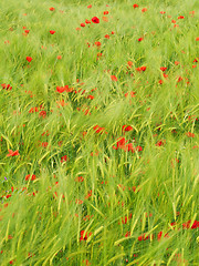 Image showing Fresh young barley field