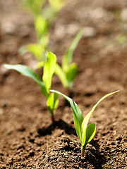 Image showing Young corn crops stalk