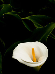 Image showing Arum lily