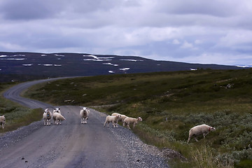 Image showing Sheep on road