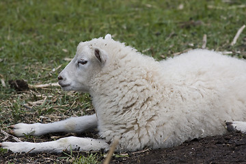 Image showing white lamb