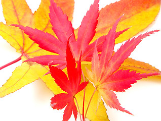 Image showing Autumn leaves