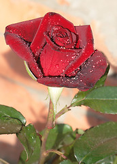 Image showing Roses