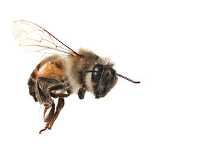 Image showing Common Honeybee on White Background