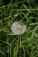 Image showing Spring CLock