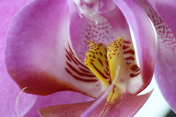 Image showing macro orchid