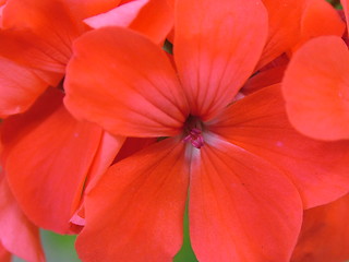 Image showing Red Flower I