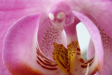 Image showing orchid macro