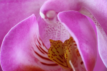 Image showing orchid macro