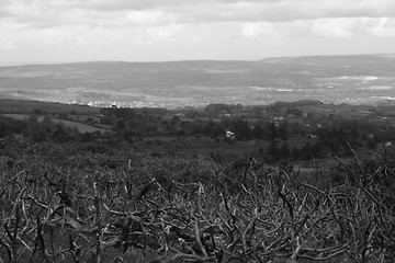 Image showing Dartmoor Vines