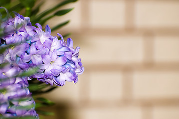 Image showing Flower Copyspace