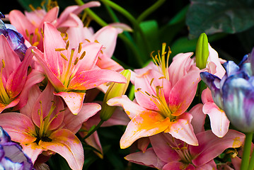 Image showing Background Of Lilies