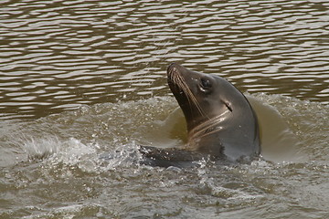 Image showing sealion