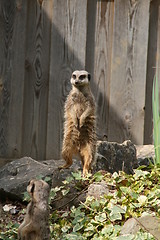 Image showing meercat