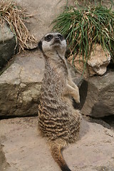 Image showing lone meercat