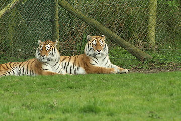 Image showing pair of tigers