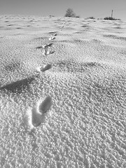 Image showing Marten footprint
