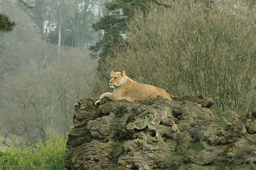 Image showing perching lioness