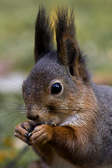 Image showing squirrel head
