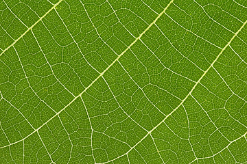 Image showing close up of delicate green leaf pattern