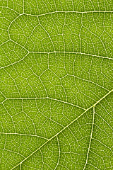 Image showing close up of delicate green leaf pattern