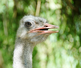 Image showing Ostrich