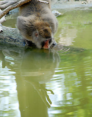 Image showing Monkey drinking water