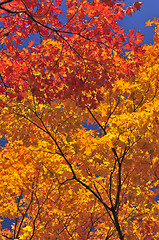 Image showing Autumn maple tree