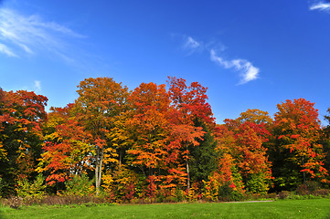 Image showing Autumn trees