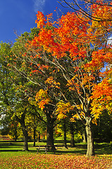 Image showing Autumn trees