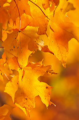 Image showing Fall maple leaves