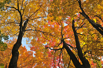 Image showing Autumn maple trees