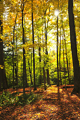 Image showing Fall forest