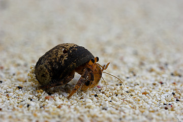 Image showing Hermit crab