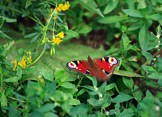 Image showing Butterfly