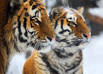 Image showing Tigers