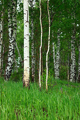 Image showing Birch forest