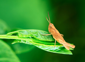 Image showing Grasshopper