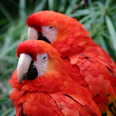 Image showing Red Scarlet Macaw