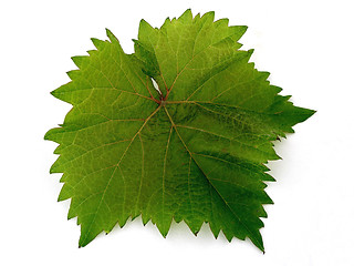 Image showing leaf