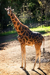 Image showing Baringo Giraffe 